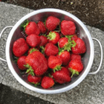 Seascape - Day Neutral (MA)