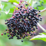 Samdal Elderberry