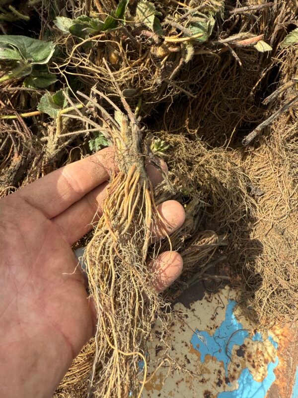 Bare root strawberry plants compared to potted strawberry plants before planting.