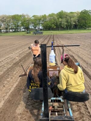 Dormant strawberry crowns being planted in spring garden soil.